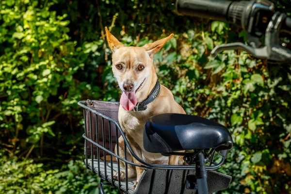 chihuahua dog sticking out the tongue on a bike trailer on summer vacation , with owner ready for fun and play