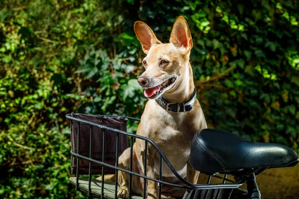 Pes Chihuahua Trčí Jazyk Kolo Přívěsu Letní Dovolenou Majitelem Připraven — Stock fotografie