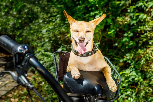 Chihuahua Hund Streckt Sommerurlaub Die Zunge Auf Einem Fahrradanhänger Aus — Stockfoto