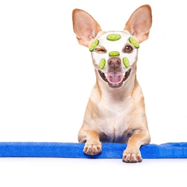 Chihuahua Hund Entspannt Mit Schönheitsmaske Wellness Center Feuchtigkeitsspendender Creme Maske — Stockfoto