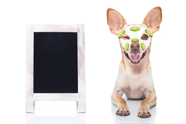 Chihuahua Hund Entspannend Mit Schönheitsmaske Wellness Center Feuchtigkeitsspendende Creme Maske — Stockfoto