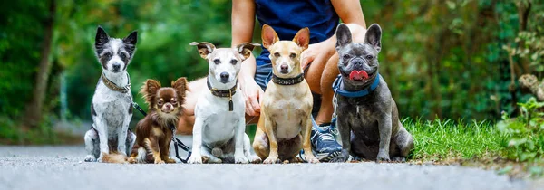 Grupo Perros Con Dueño Correa Listo Para Salir Pasear Pasear — Foto de Stock