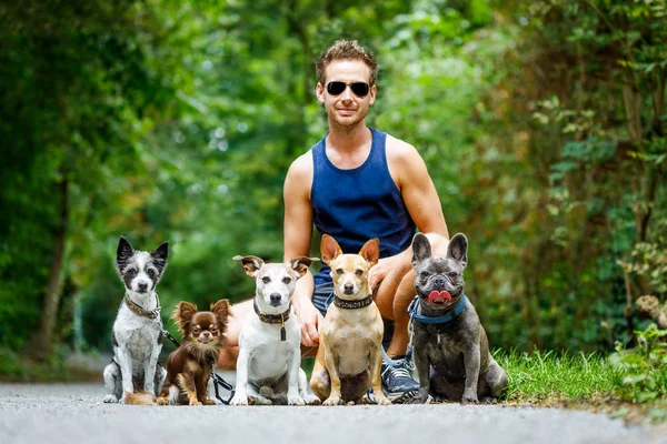 小组狗与所有者和皮带准备去散步或对讲机 室外在公园外面 — 图库照片