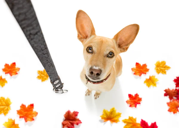 再生すると秋または秋 リーシュと散歩に行くの所有者を待っているチワワ Podenco 犬のすべての周り葉します — ストック写真