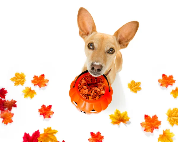 Chihuahua Köpek Hayalet Için Halloween Korkunç Ürkütücü Sahibine Için Oyun — Stok fotoğraf