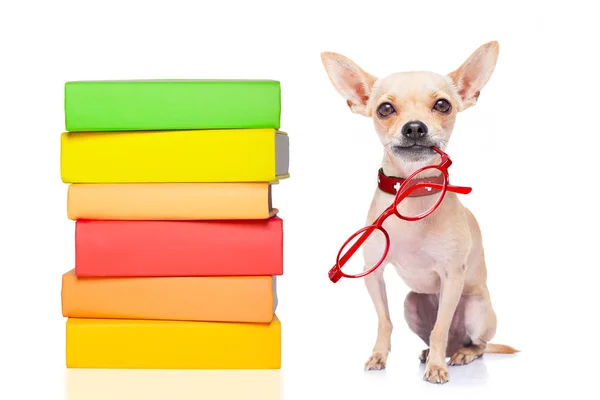 Chihuahua Hond Een Hoge Stapel Boeken Heel Slim Slim Geïsoleerde — Stockfoto