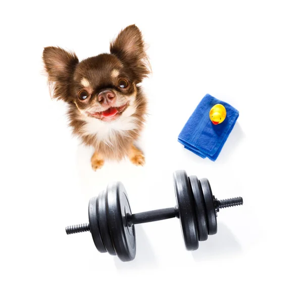 Chien Drole Images Libres De Droit Photos De Chien Drole Depositphotos Chien Drole Images Libres De Droit Photos De Chien Drole Depositphotos