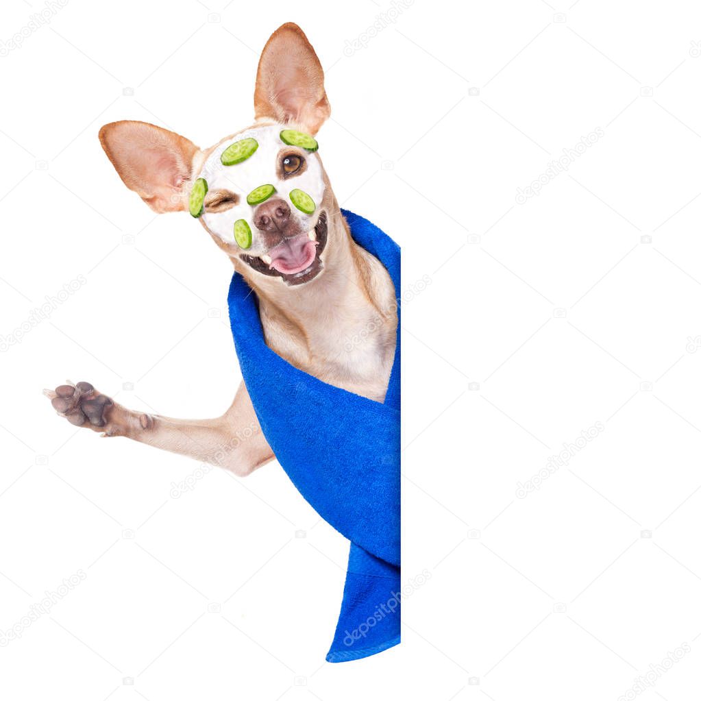 chihuahua  dog relaxing  with beauty mask in  spa wellness center , moisturizing cream mask and cucumber, wearing a fancy bathrobe behind a banner placard