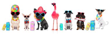 satır veya grup köpek yaz tatil tatiller, şapka, kamera, Bilet, çanta ve Bagaj ile gitmek hazır