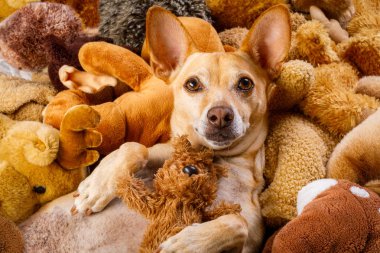 onun yatakta onun oyuncak ayılar, yorgun ve uykulu ile siesta sahip dinlenme köpek