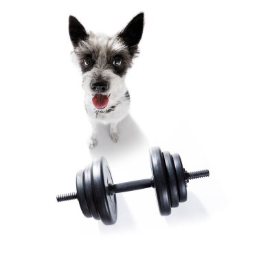 vicdan azabı kilolu ve bir dumbbell ile beyaz arka plan üzerinde loose ağırlık için kaniş köpekle