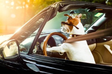 jack Russell köpek direksiyon sürücü hızlı ve Kaydet, emniyet kemeri ile tutturulmuş hazır yakın bir arabada