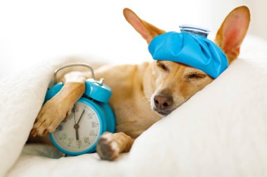 Chihuahua köpek dinlenme ya da uyku ile çalar saat hasta ve hasta ile akşamdan dün geceki yatakta