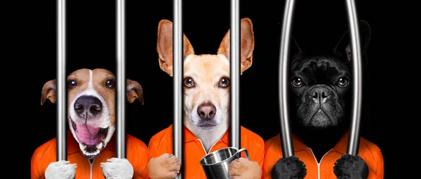 在警察局 监狱监狱 或庇护所的两个犯罪狗在铁窗后的不良行为 — 图库照片