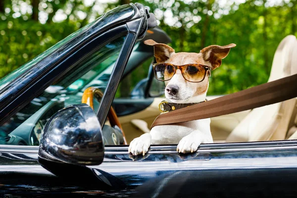 杰克罗素狗在汽车接近方向盘 准备驾驶快速和保存 与安全带紧固 — 图库照片