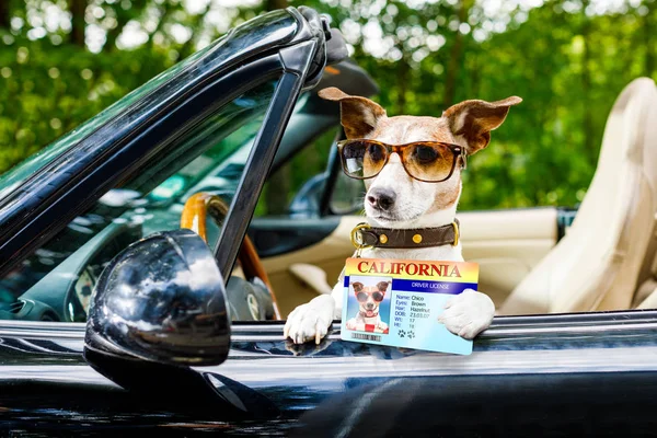 Τζακ Ράσελ Σκυλί Ένα Αυτοκίνητο Κοντά Τιμόνι Έτοιμοι Οδηγείτε Γρηγορότερα — Φωτογραφία Αρχείου