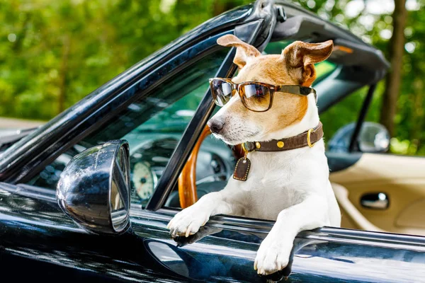 Gato Russell Perro Coche Cerca Del Volante Listo Para Conducir —  Fotos de Stock