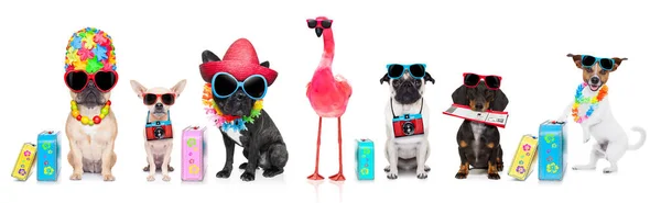 Row Group Dogs Ready Summer Vacation Holidays Hat Camera Ticket — Stock Photo, Image