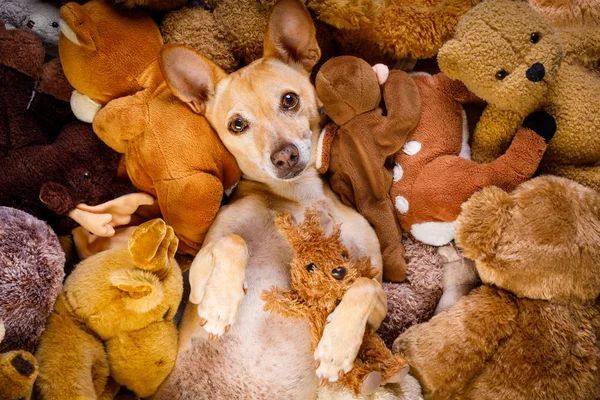 Dog Resting Having Siesta His Bed His Teddy Bears Tired — Stock Photo, Image