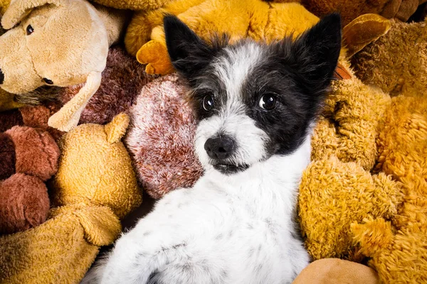 Σκυλί Που Αναπαύεται Έχοντας Μια Σιέστα Στο Κρεβάτι Του Αρκουδάκια — Φωτογραφία Αρχείου