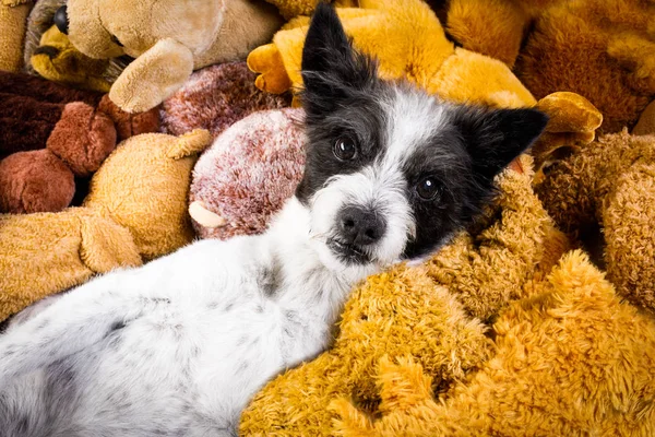 Chien Reposant Ayant Une Sieste Sur Son Lit Avec Ses — Photo