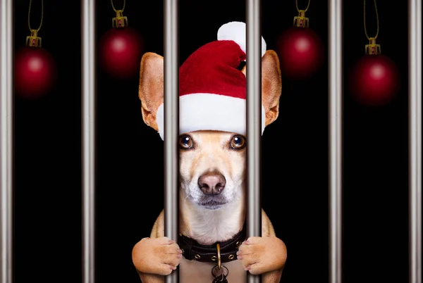 Mugshot Van Een Kerst Santa Stoute Hond Achter Tralies Gevangenis — Stockfoto