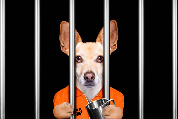 Chihuahua Verbrecherhund Wegen Schlechten Verhaltens Hinter Gittern Polizeistation Gefängnis Oder — Stockfoto