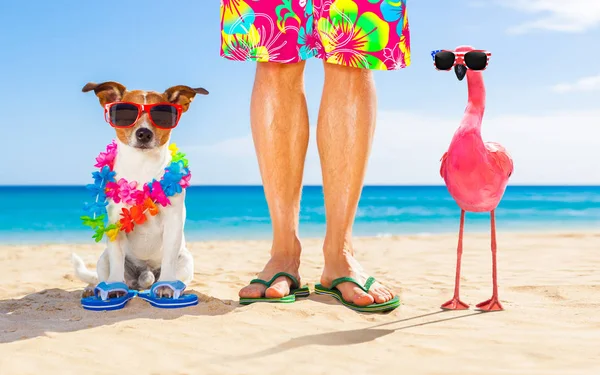 Собака Хозяин Сидят Рядом Пляже Время Летних Отпусков Недалеко Берега — стоковое фото