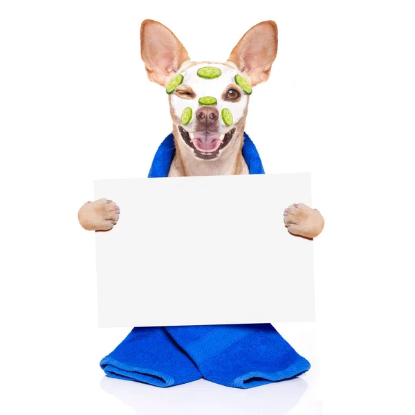 Chihuahua Hunden Avkopplande Med Skönhet Mask Spa Wellness Center Återfuktande — Stockfoto