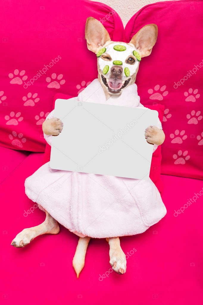 chihuahua  dog relaxing  with beauty mask in  spa wellness center , moisturizing cream mask and cucumber, wearing a fancy bathrobe holding a banner placard