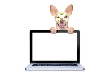 Chihuahua köpek spa Sağlık Merkezi, güzellik maske krem maske ve salatalık, pc bilgisayar ekranının arkasında nemlendirici ile yüz bir muamele ile rahatlatıcı beyaz arka plan üzerinde izole