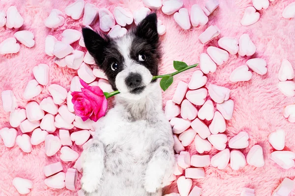 Hond Zoek Staren Naar Liggend Bed Met Valentines Roos Mond — Stockfoto