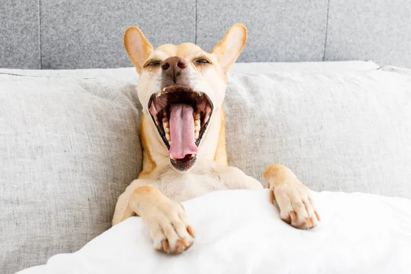 Pes Posteli Odpočívá Zívání Snění Ložnici Pod Přikrývka Velmi Unavení — Stock fotografie