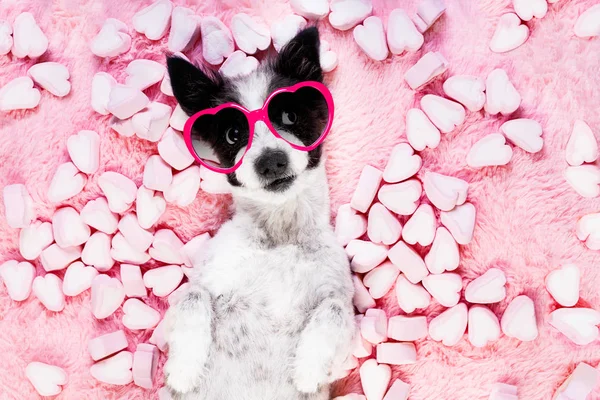 Hond Zoek Staren Naar Liggend Bed Met Valentines Roos Mond — Stockfoto