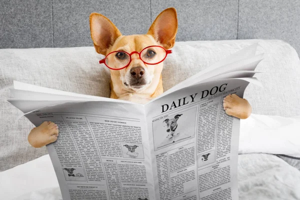 Cão Cama Descansando Lendo Jornal Quarto Sob Cobertor Início Manhã — Fotografia de Stock