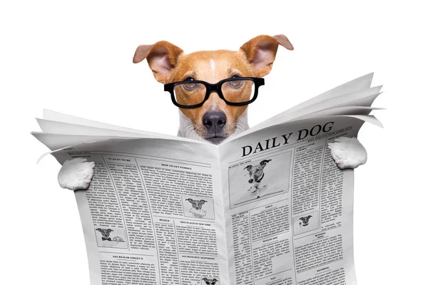 Cool Funny Jack Russell Dog Reading Newspaper Magazine — стоковое фото