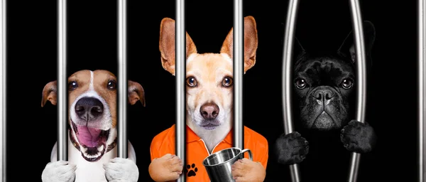 Aantal Criminele Honden Achter Tralies Het Politiebureau Gevangenis Gevangenis Opvangcentrum — Stockfoto