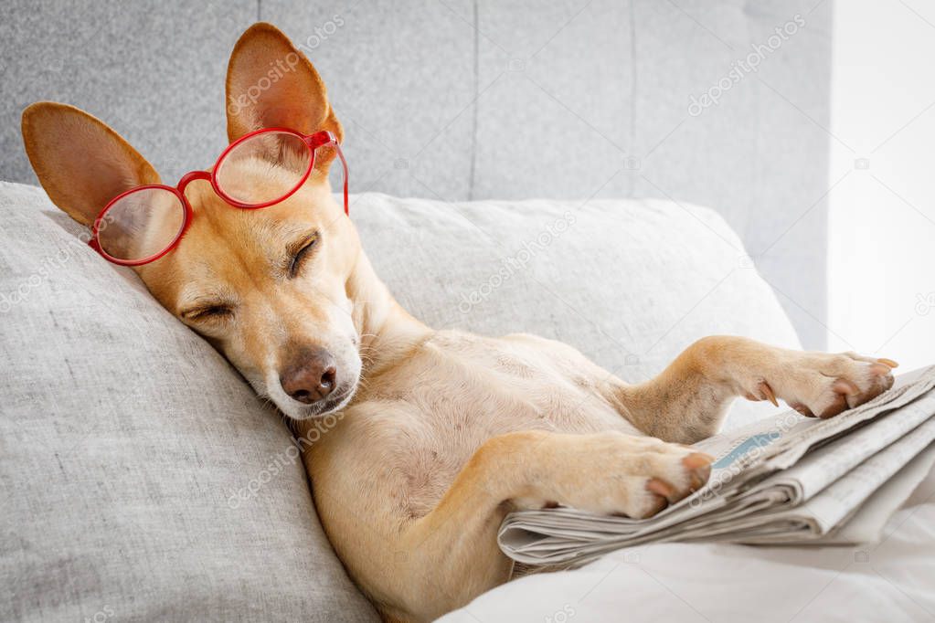 dog in bed resting or sleeping , with newspaper , dreaming in bedroom under the blanket , very tired or sick  and   ill
