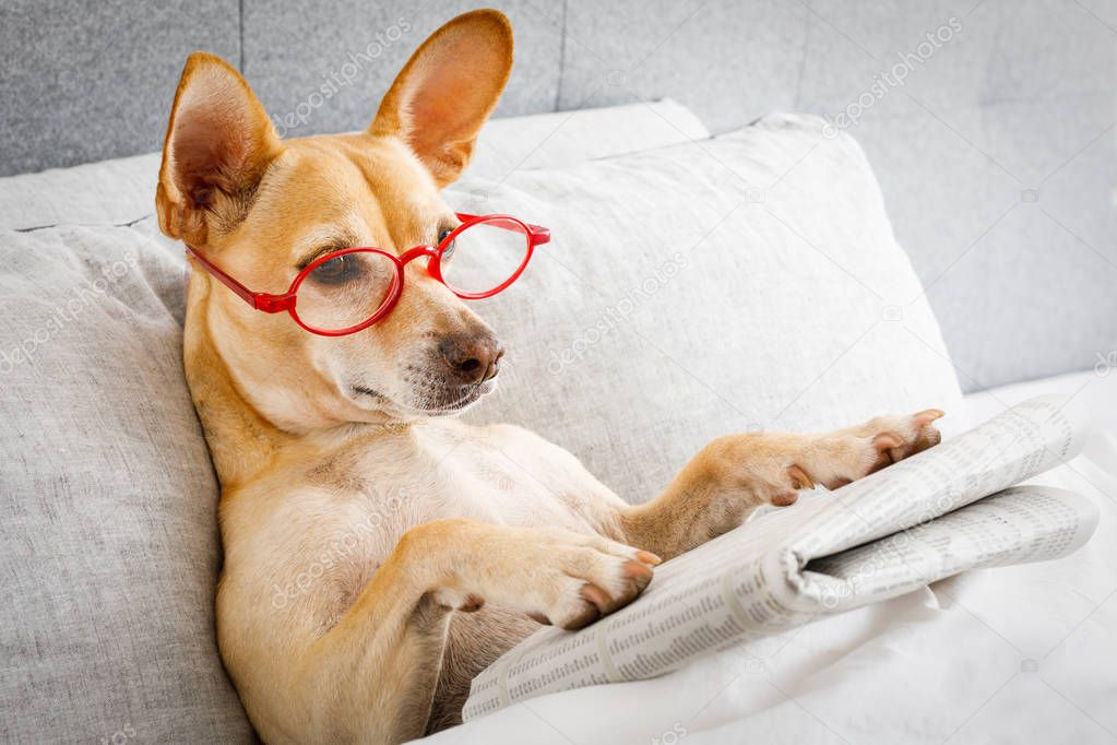 dog in bed resting and reading newspaper,  in bedroom under the blanket , early  in the morning