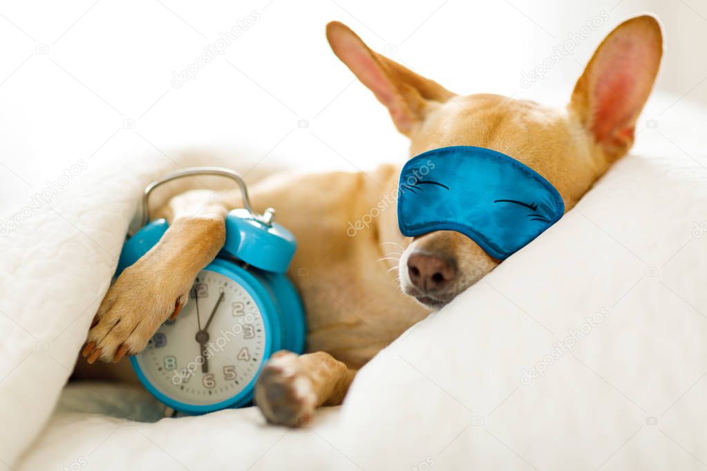 chihuahua dog in bed resting or sleeping , with alarm clock  ringing in  bedroom under the blanket , to early for wake and get up wearing sleeping mask