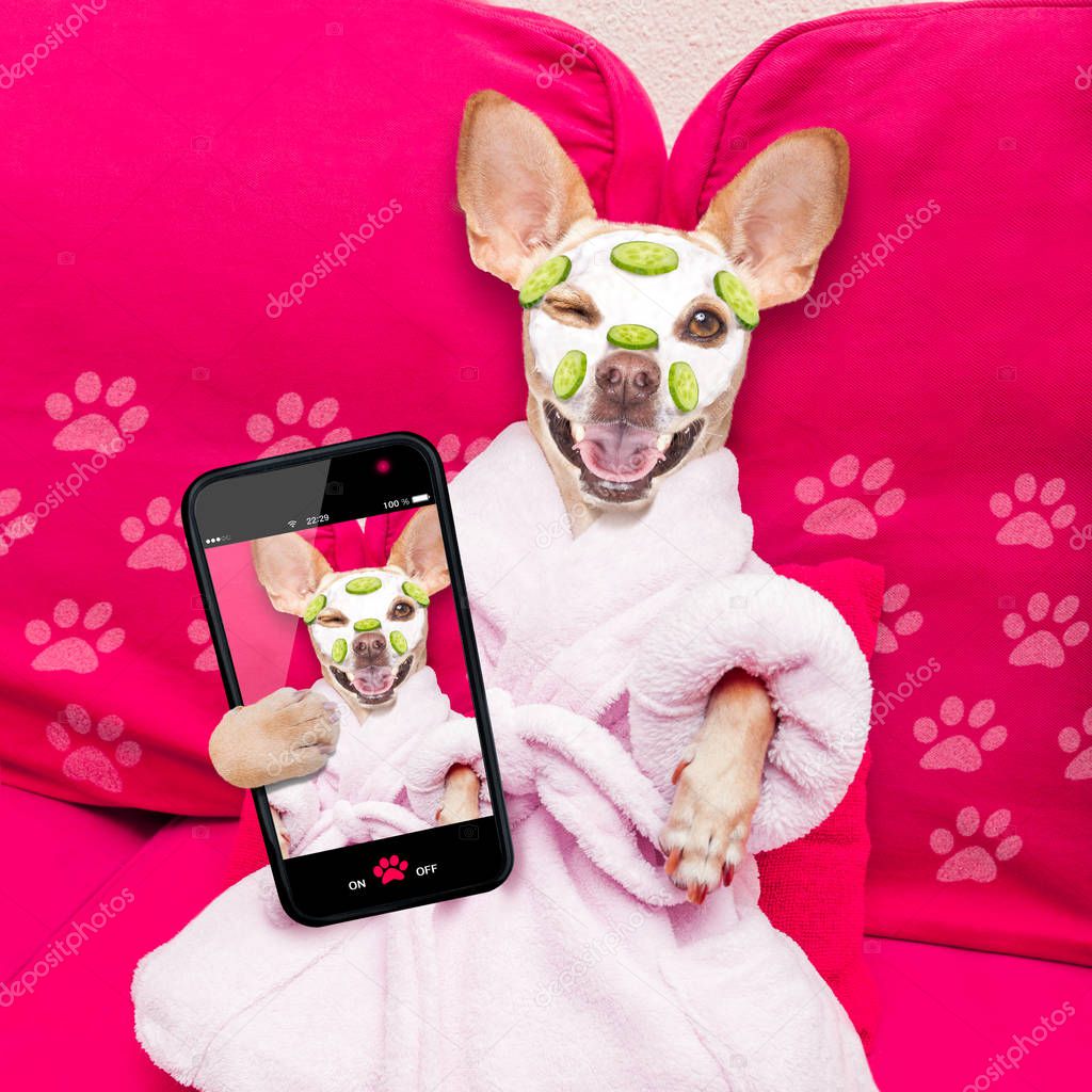 chihuahua  dog relaxing  with beauty mask in  spa wellness center , moisturizing cream mask and cucumber, wearing a fancy bathrobe taking a selfie with smartphone