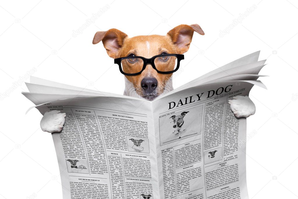 cool funny jack russell  dog reading a newspaper magazine