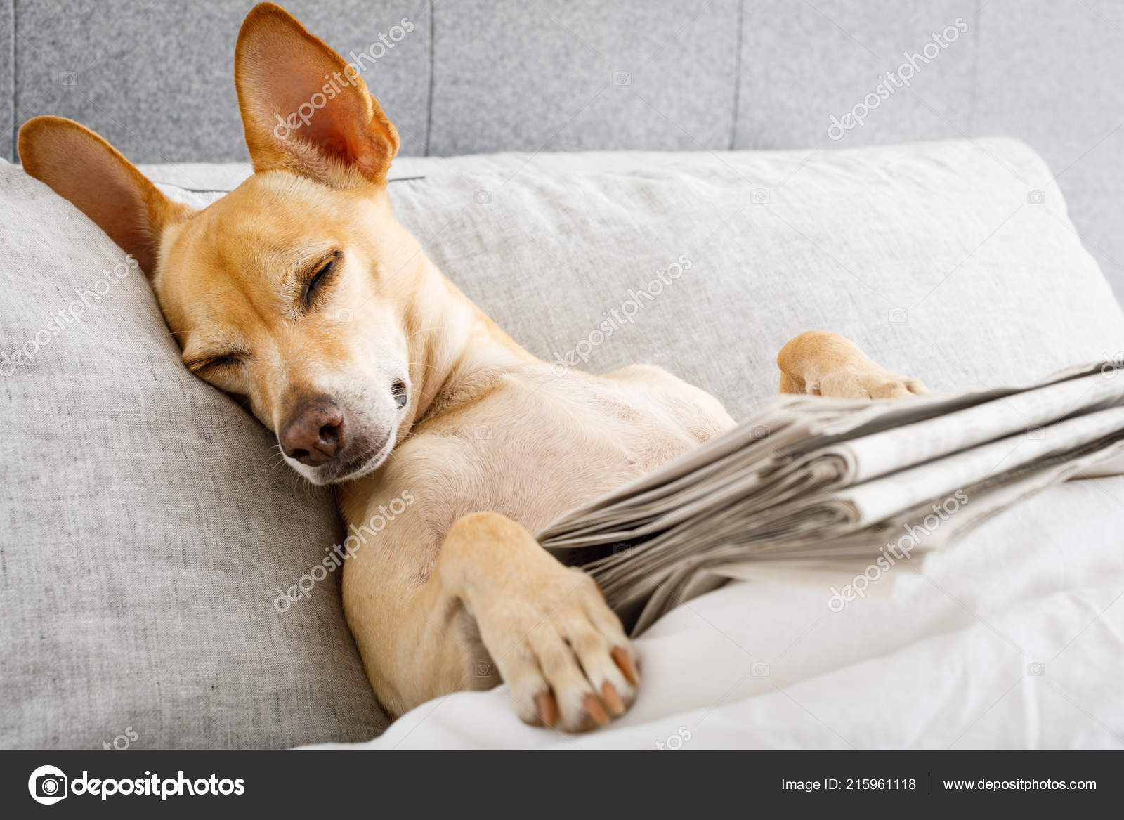 very dog bed