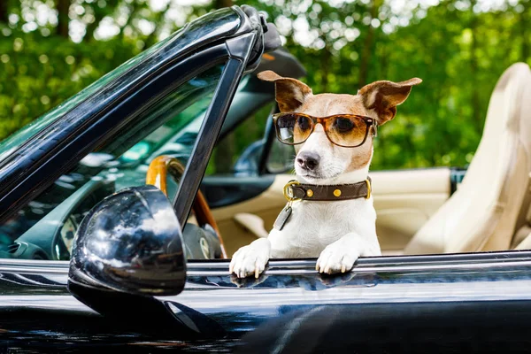 Jack Russell Câine Într Mașină Aproape Volan Gata Conducă Rapid — Fotografie, imagine de stoc