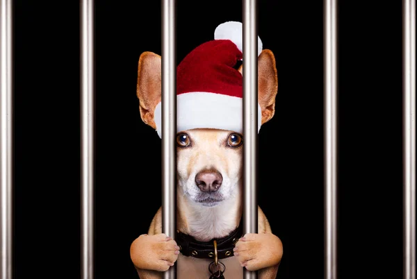 Zdjęcie Mugshot Bożego Narodzenia Santa Zły Pies Kratkami Starości — Zdjęcie stockowe