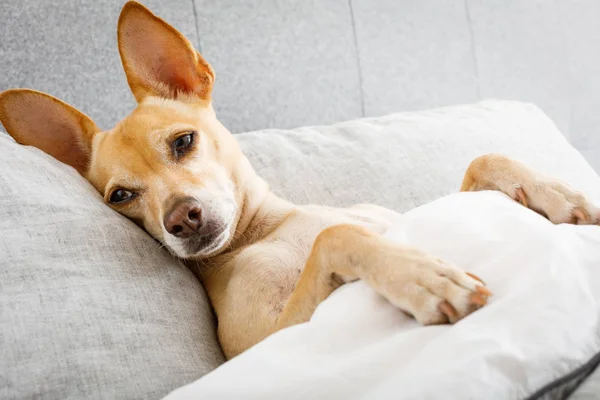 Hasta Hasta Chihuahua Köpek Yatakta Ateşli Sıcaklık Soğuk Grip Veya — Stok fotoğraf