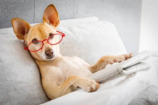 Perro Cama Descansando Leyendo Periódico Dormitorio Debajo Manta Temprano Mañana — Foto de Stock