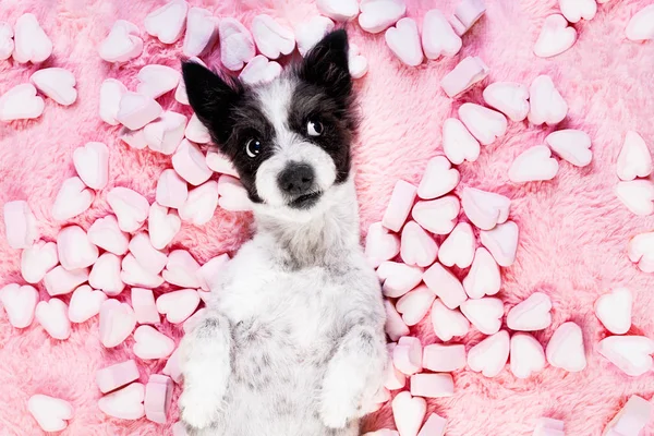 犬と背景としてマシュマロ バレンタイン ローズ恋では 口の中とベッドの上に横たわっている間 あなたを見つめて — ストック写真