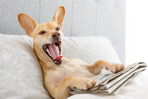 Pies Łóżku Odpoczynku Ziewanie Gazety Sen Sypialni Pod Kocyk Bardzo — Zdjęcie stockowe