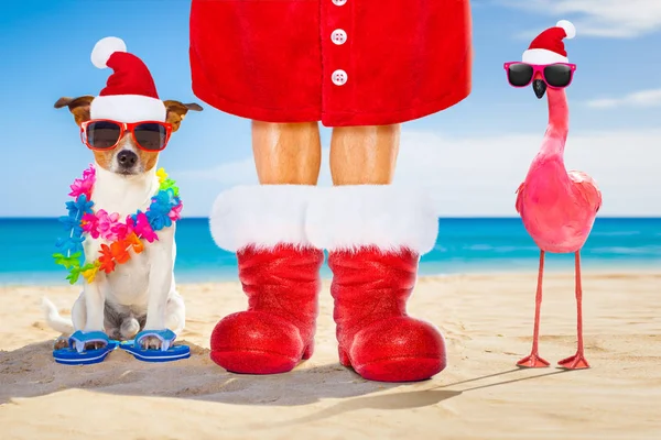 Köpek Plajda Yaz Noel Tatil Tatil Günlerinde Birbirine Yakın Oturan — Stok fotoğraf